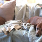 What’s Trending: In Search of the Perfect Dog Bed