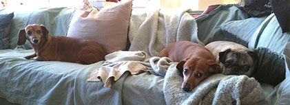 What’s Trending: In Search of the Perfect Dog Bed
